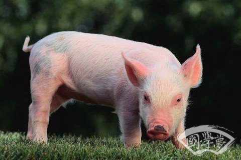属猪2022年运势及运程详解