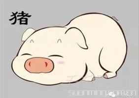 2019年属猪的运势   本命年事业先苦后甜