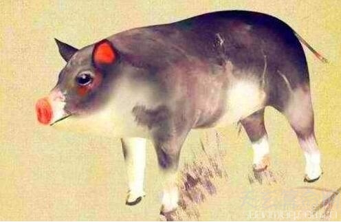 2019年属虎的贵人属相大揭开 分别是生肖猪 马 狗