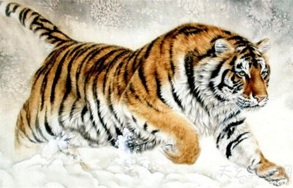 属虎开运吉祥物  三合六合生肖的吉祥物(猪、马、狗)