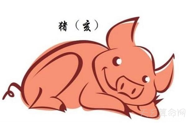 属猪2019年生肖运势详解 生肖猪2019本命年有很大挖掘潜能
