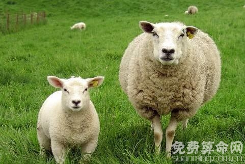 属羊人不同时辰出生命运详解，生于子时一生波折起落较多