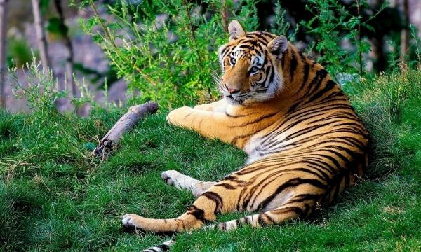 属虎男人的性格特点 个性固执做事果敢