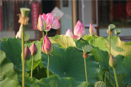 属兔家里养什么植物好？属兔不能养什么植物