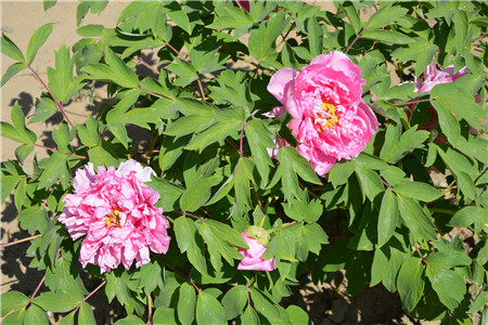 属虎家里养什么植物好？属虎卧室风水