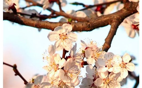 2023年4月5日提车好不好 2023年4月5日是黄道吉日吗