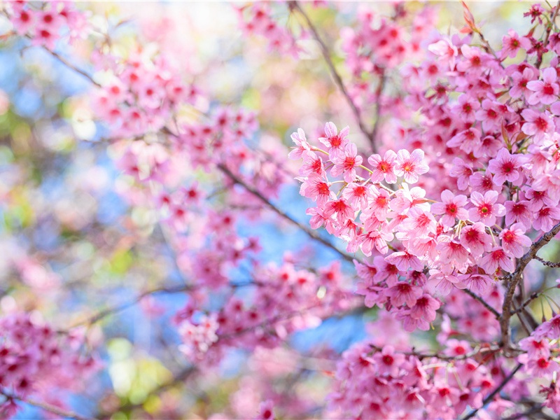 一生桃花运缠身的属相女人(属狗女的桃花劫什么时候完)
